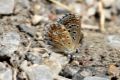 Polyommatus bellargus