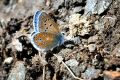 Polyommatus golgus