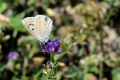  Polyommatus nivescens