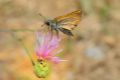 Thymelicus actaeon