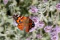 Vanessa cardui