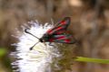 Zygaena nevadensis