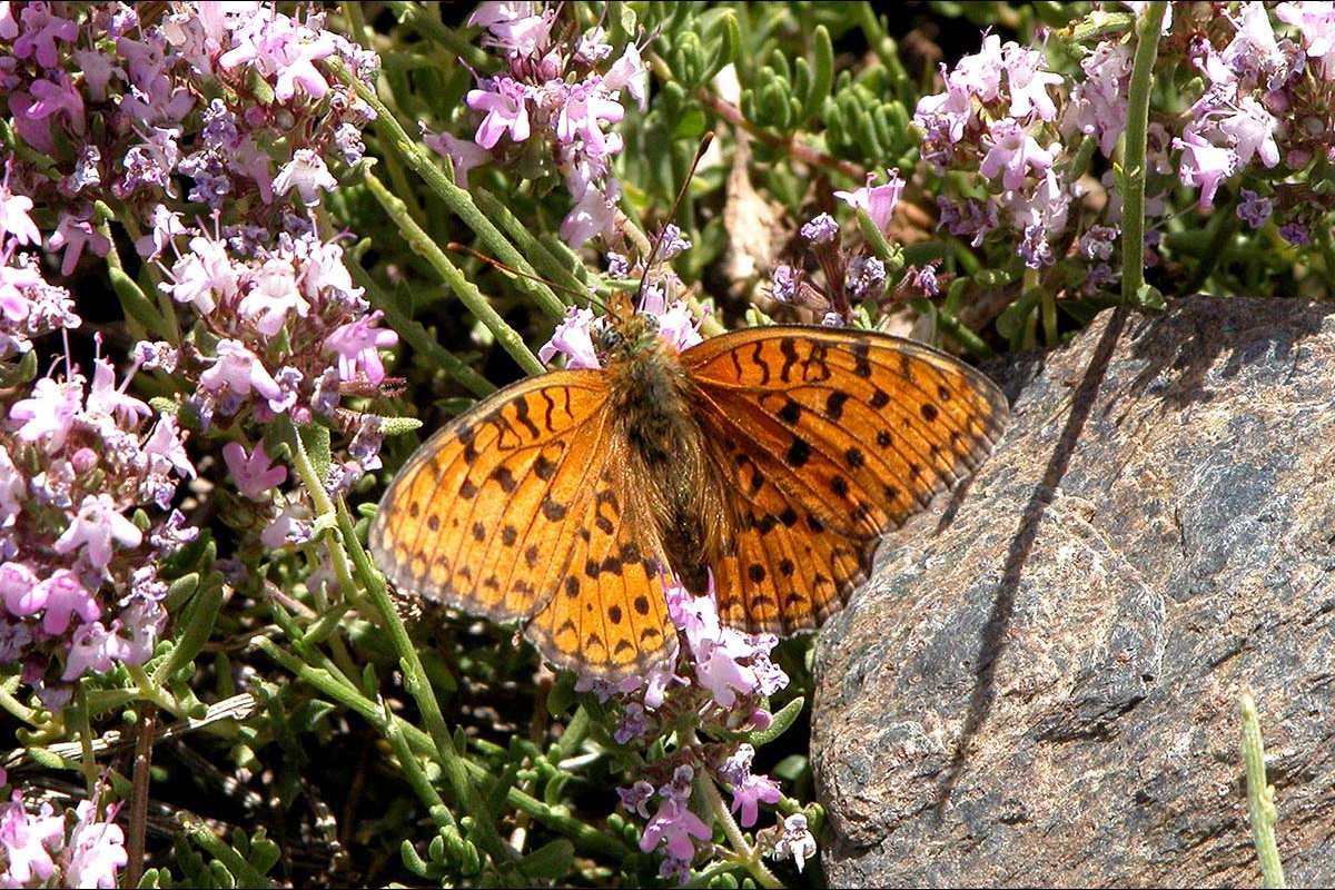 Guía de Mariposas
