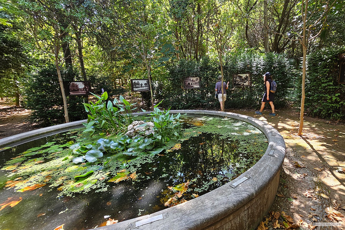 Martires_secreto_bosque_02