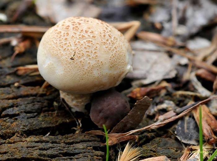 agrocybecylindraceae48