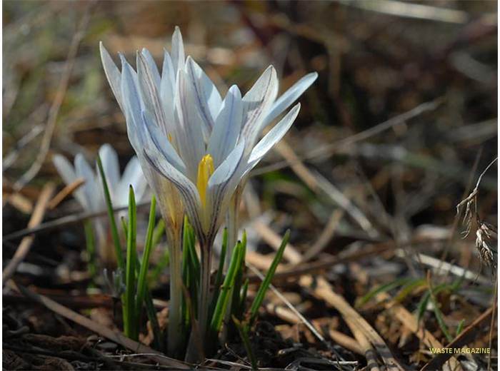 crocusnevadensis137