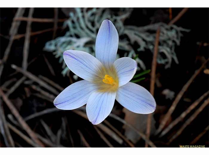 crocusnevadensis97