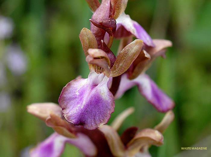 orchiscollina54