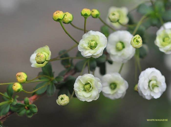 prunusglandulosa15
