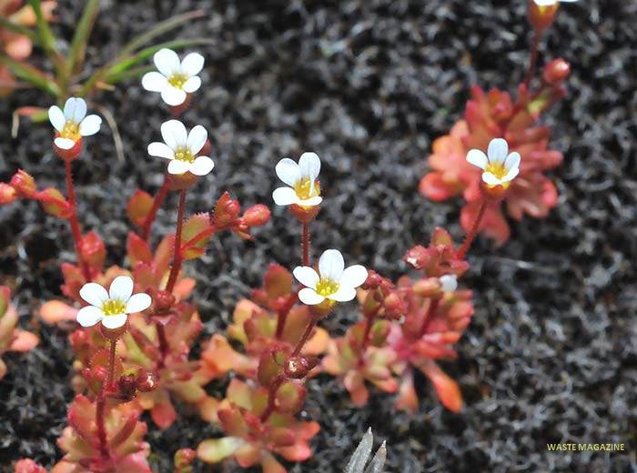 saxifragatridactylites6