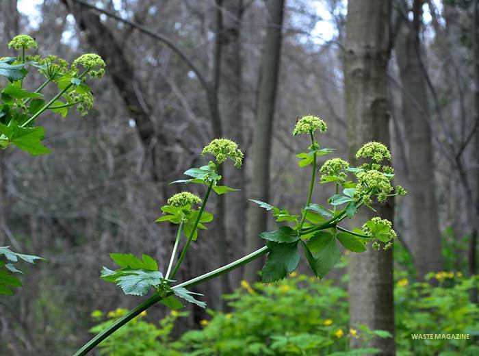 smyrniumolusatrum25