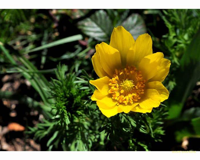 adonisvernalis58
