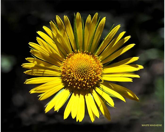 doronicumplantagineum29
