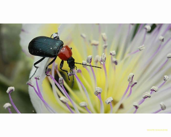 heliotaurusruficollis9