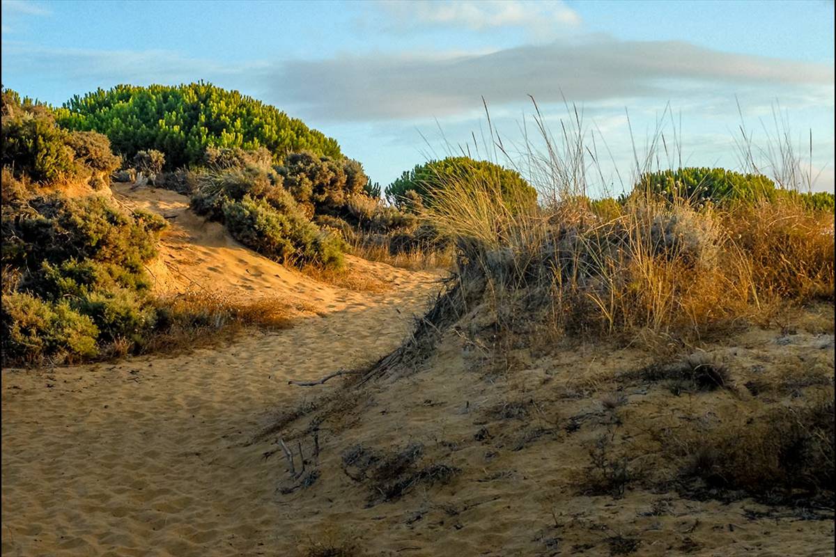 Dunas fijas
