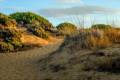 Dunas fijas