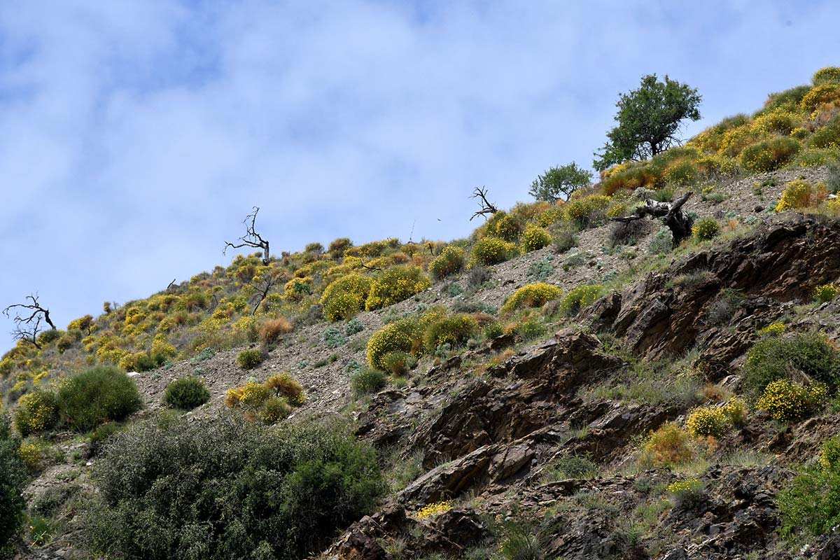 Ecosistema original, Cerro del Gato