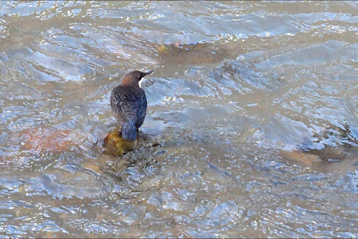 mirlo-acuatico_Cinclus-cinclus-01