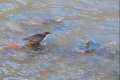 mirlo-acuatico_Cinclus-cinclus-02