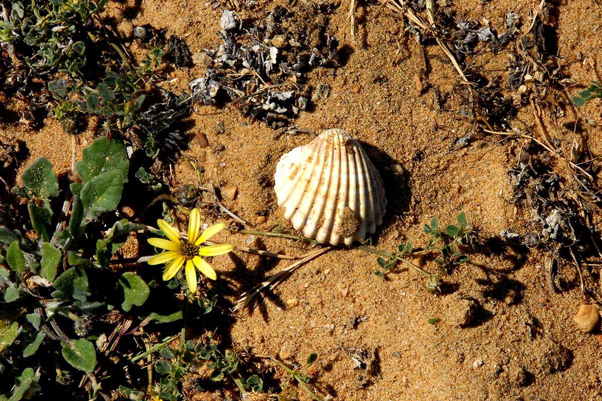 Acanthocardia