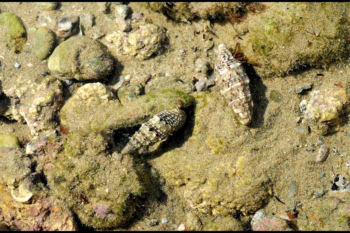 Cerithium vulgatum