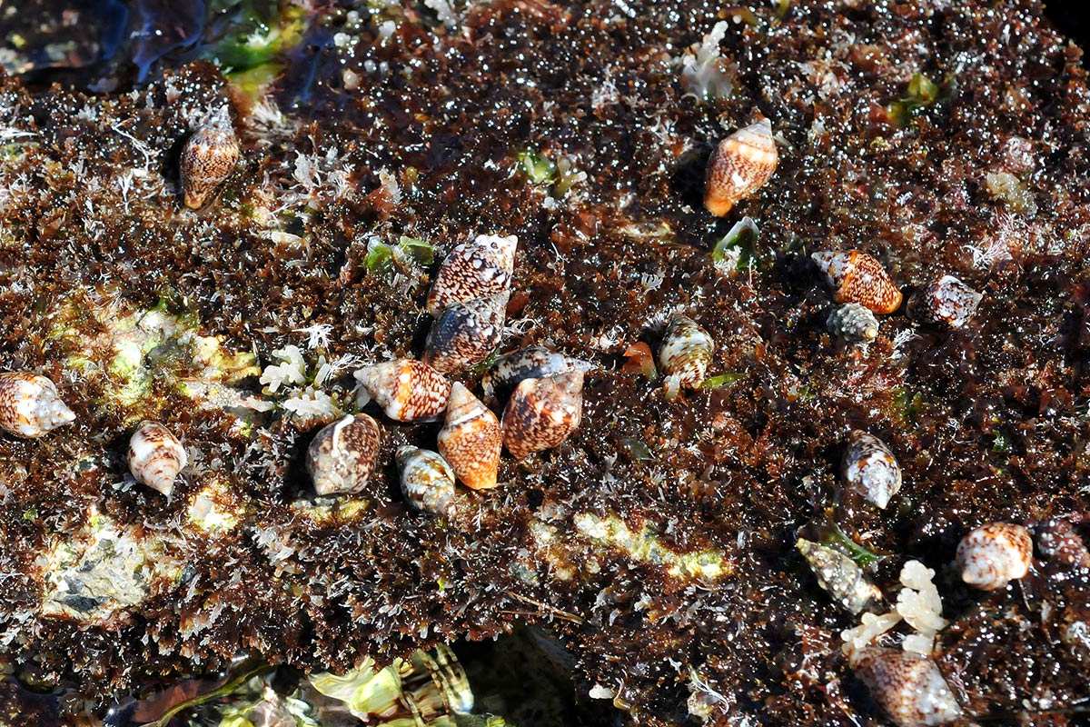 Columbell arustica