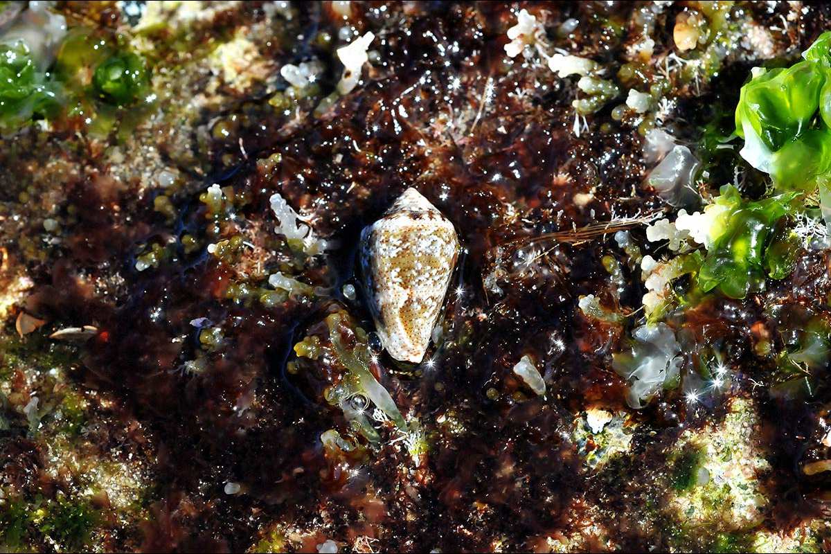 Conus mediterraneus
