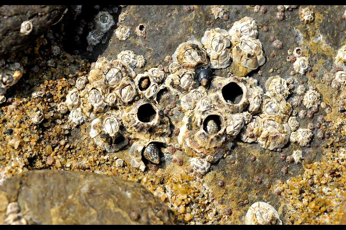 Echinolittorina punctata