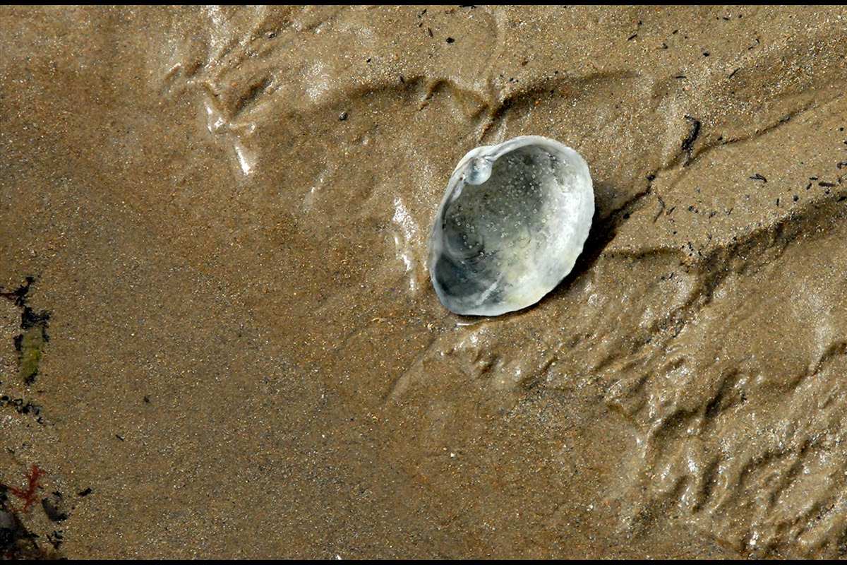 Gastrana fragilis