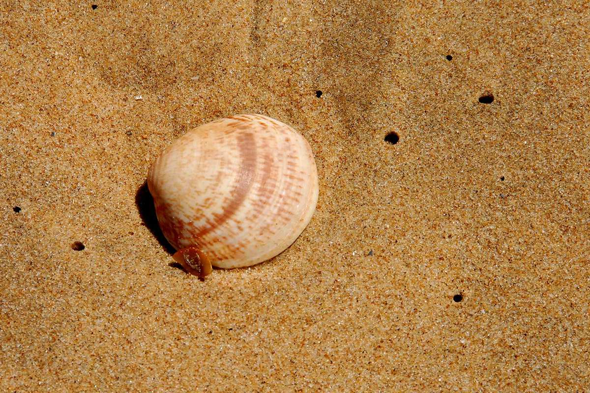Glycymeris glycymeris