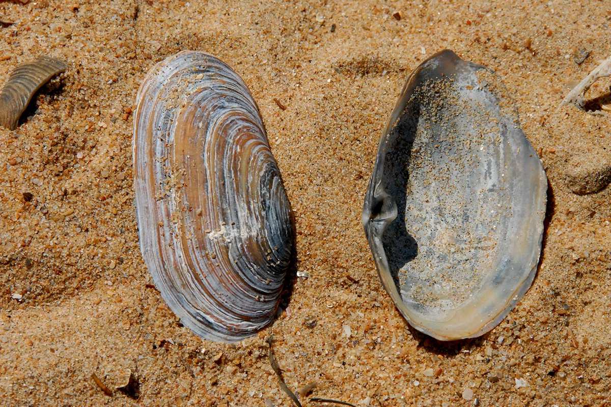 Lutraria lutraria
