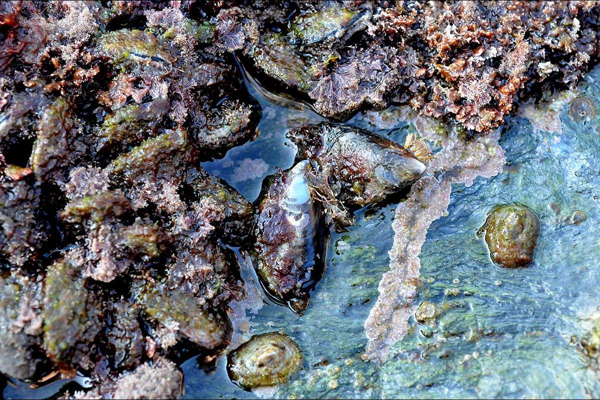 Mytilus galloprovincialis