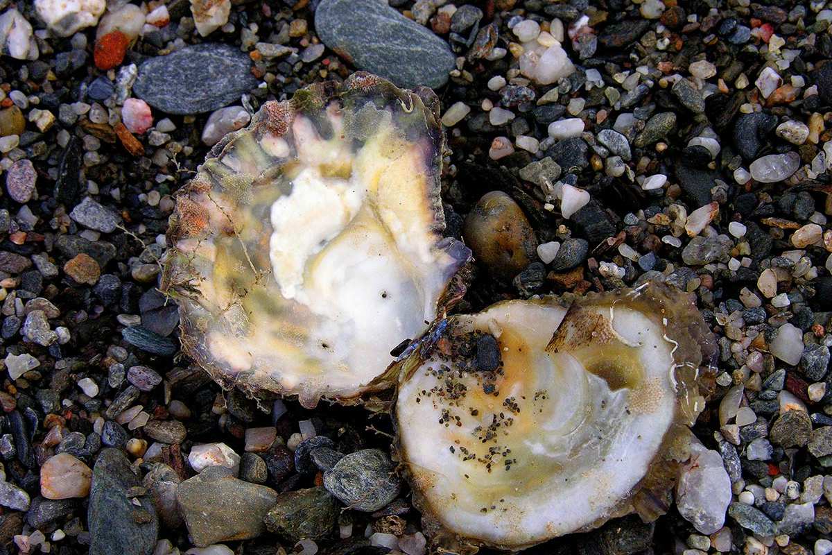 Ostrea edulis
