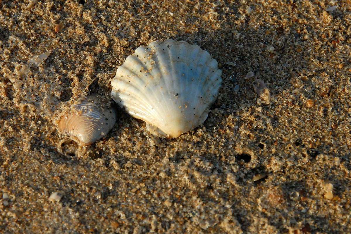 Pecten
