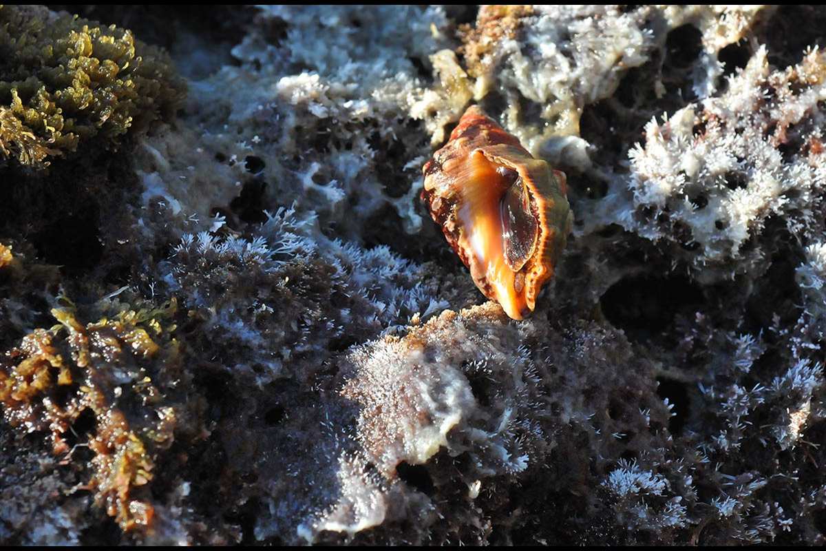 Stramonita haemastoma