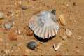 Pecten