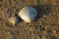 Pecten