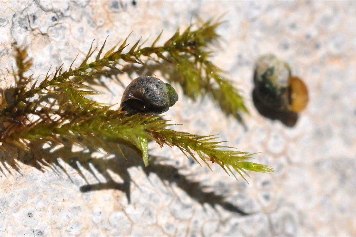 MOLUSCOS DE AGUA DULCE-005