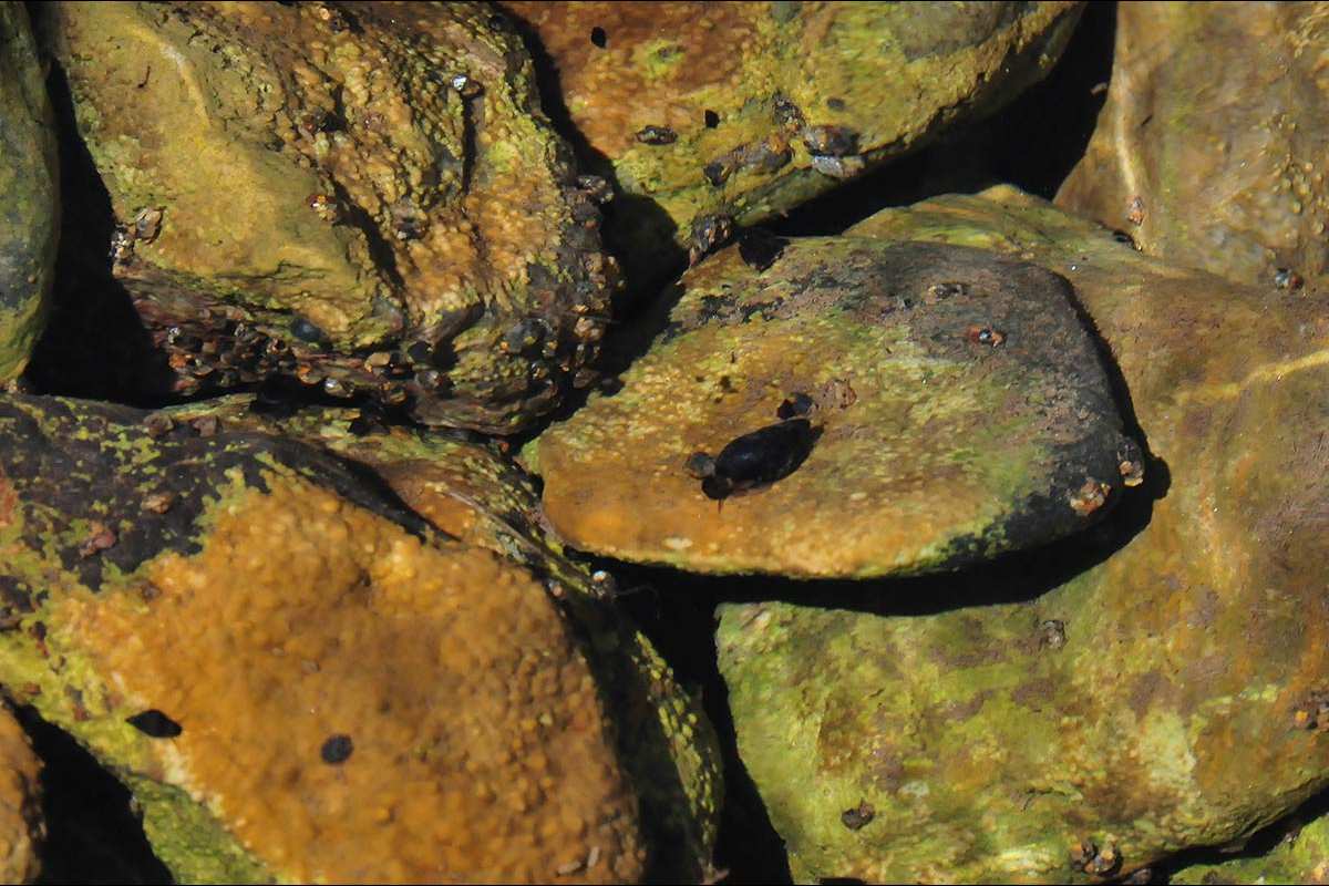 MOLUSCOS DE AGUA DULCE-017