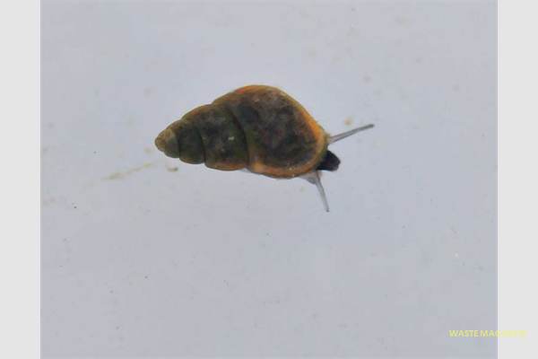 pseudamnicola-marisolae 