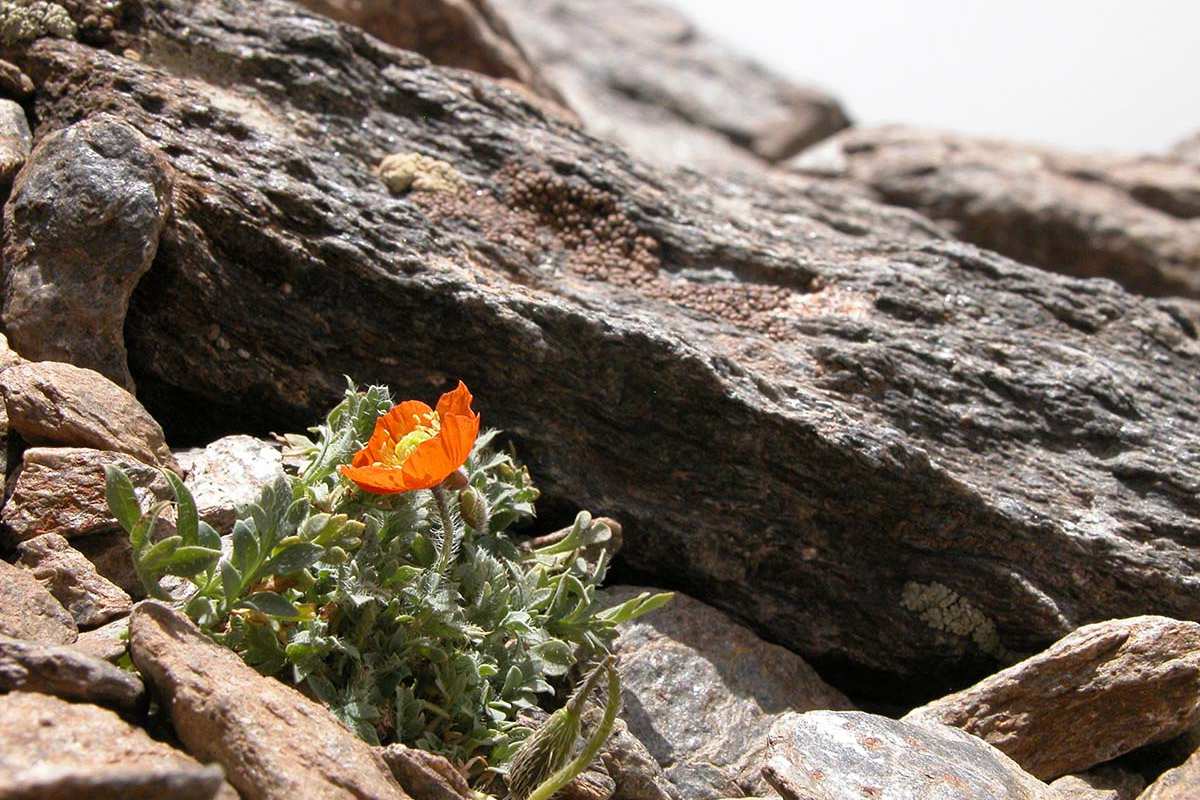Amapola de Sierra Nevada, en la cumbre.