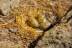 gaviotas-negratin-03