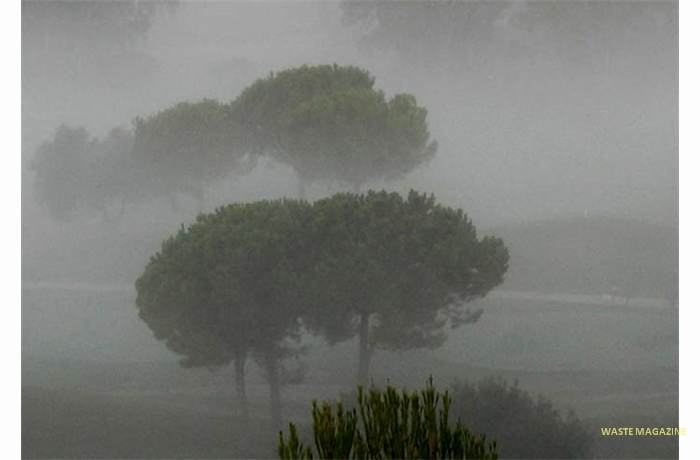 arbolesfantasma-niebla-pinos-