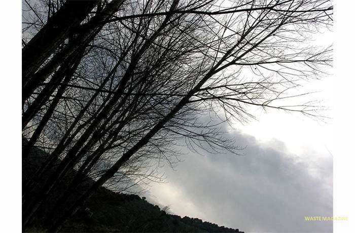 arbolesfantasmas224
