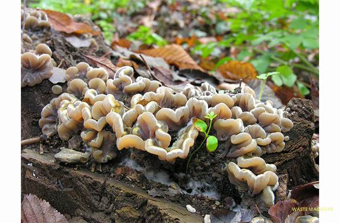 auriculariamesenterica22