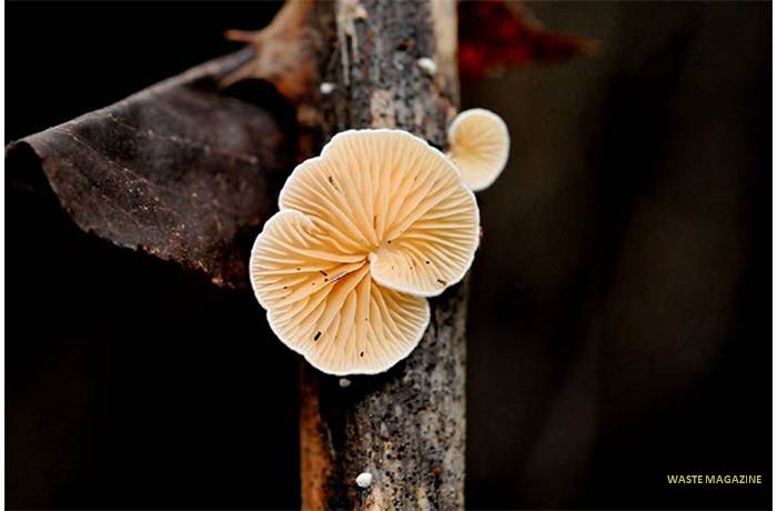 crepidotus