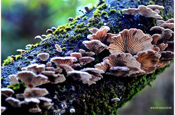 schizophyllumcommune191