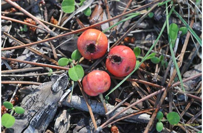 acerola