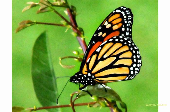 danausplexipus68