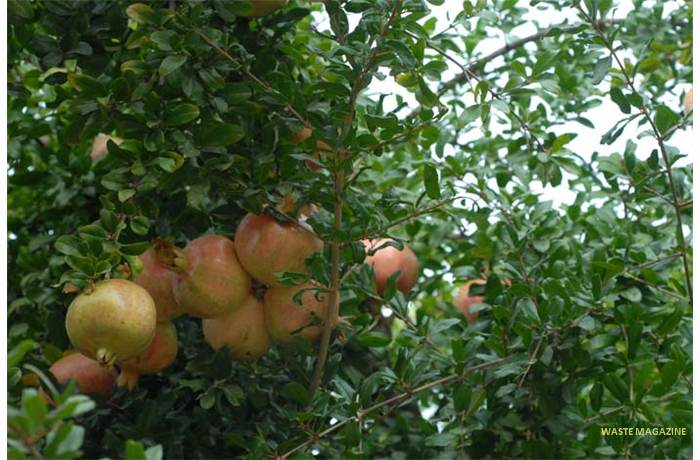 punicagranatum100